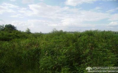 Покос камыша в Киеве и Киевской области