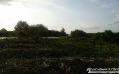 Покос камыша в Киеве и Киевской области