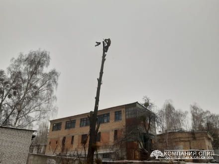 Послуги зрізування дерев у Києві та Київській області