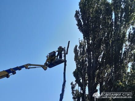 Послуги зрізування дерев у Києві та Київській області