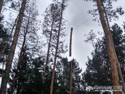 Послуги зрізування дерев у Києві та Київській області