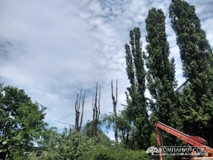 Обрезка деревьев