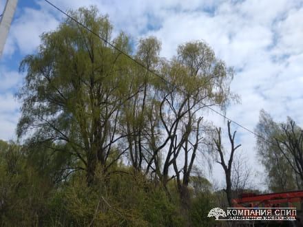 Обрезка деревьев