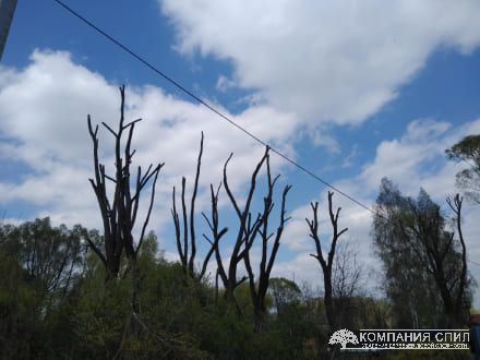 Обрезка деревьев