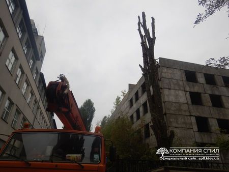 Обрезка Деревьев