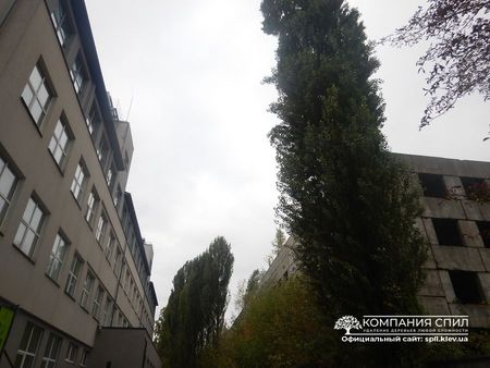 Обрезка Деревьев