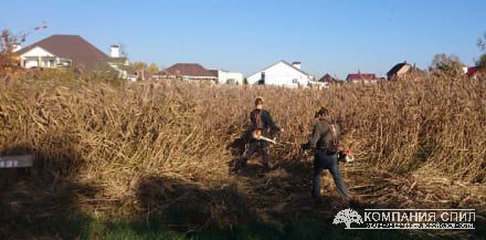 Очищення ділянки від очерету