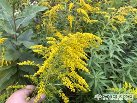 Покіс амброзії