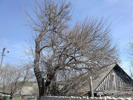 Спил Аварийных Деревьев