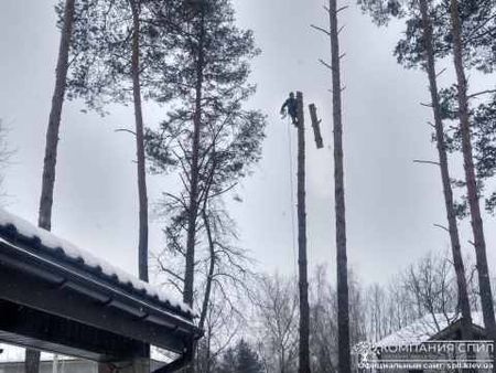 Сколько стоит спилить дерево?