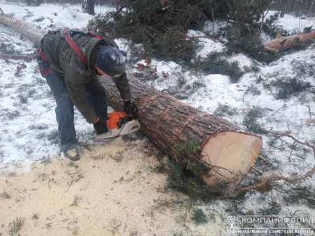 Сколько стоит спилить дерево?