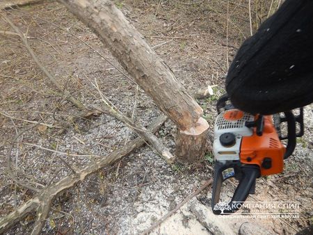 Удаление Деревьев На Участке