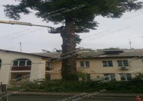 Обрізання дерев з автовишки в Києві і області/Спил