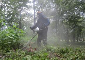 Покос трави в Києві і області/Спил