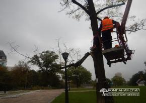 Спил аварійного дерева