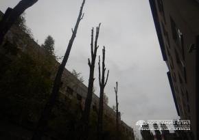Обрізання тополів