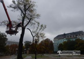 Спил аварійного дерева