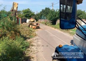 Спил великої тополі