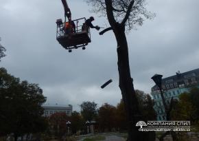 Спил аварійного дерева