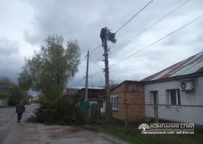 Спилювання ялини