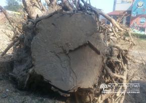 Корчування великих пеньків 6