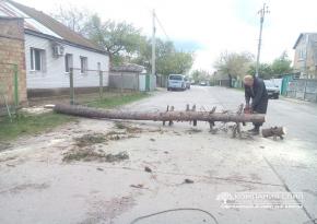 Спилювання ялини