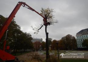 Спил аварійного дерева