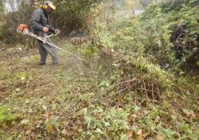Видалення чагарників по Києву і області/Спил