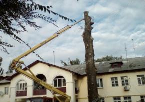 Обрезка деревьев с автовышки в Киеве и области | Спил