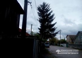 Спилювання ялини