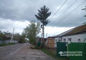 Спил ели