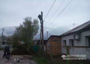 Спил ели