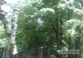 Видалення дерев на цвинтарі
