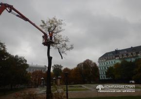 Спил аварійного дерева