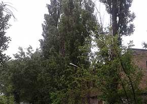 Різання таполь у Києві та області від компанії Спил