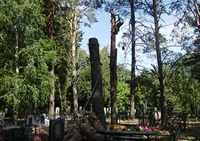 Спил дерев на цвинтарі