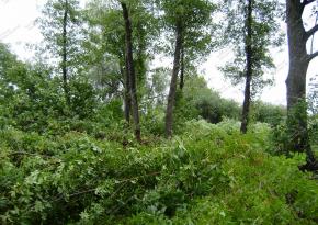 Валка дерев у Києві та Київській області/Спил