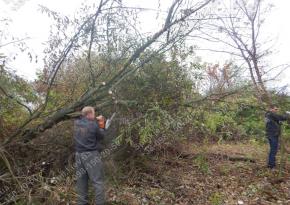 Видалення чагарників по Києву і області/Спил