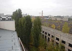 Кронування дерев