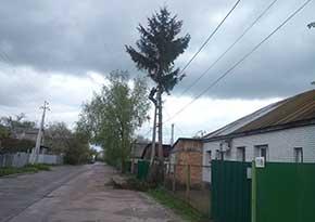 Спилювання ялини